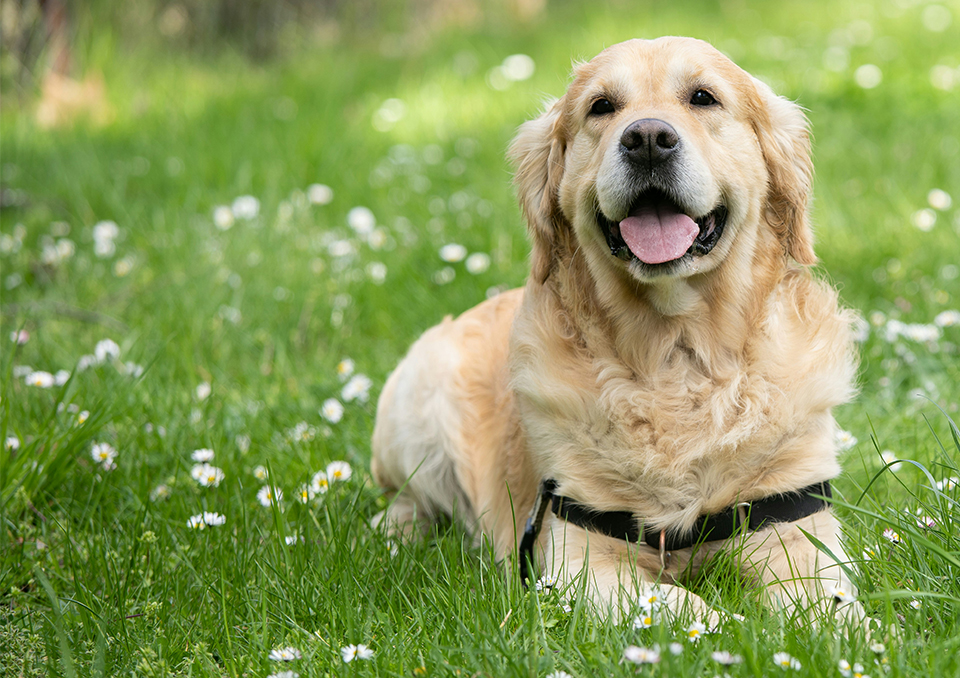 ペットイメージ画像