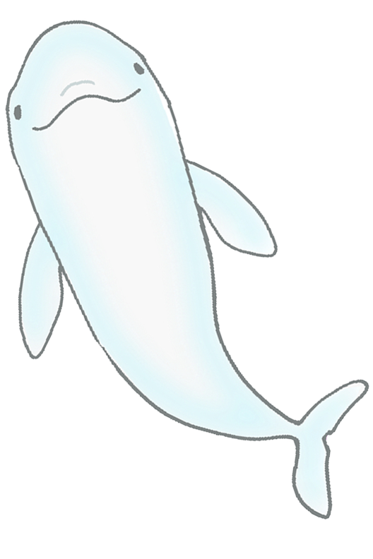 スナメリ イラスト3